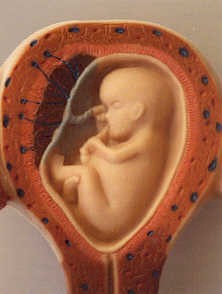 baby in womb jpg